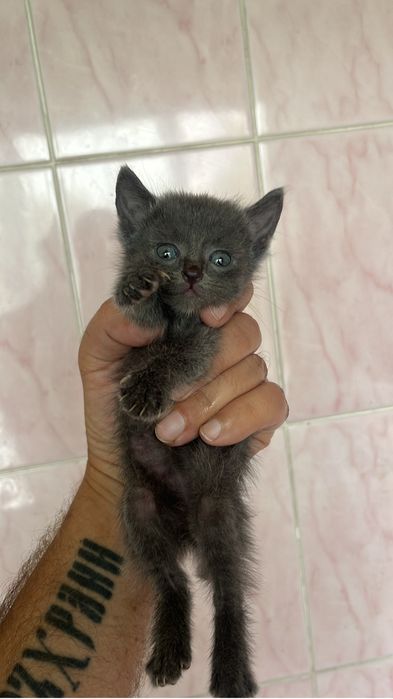 Кошечка София ищет семью.