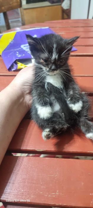 отдам котят даром в хорошие руки