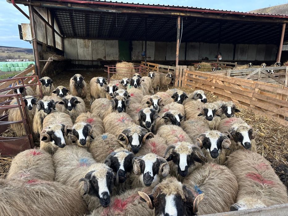 Berbeci de vanzare 2000 lei