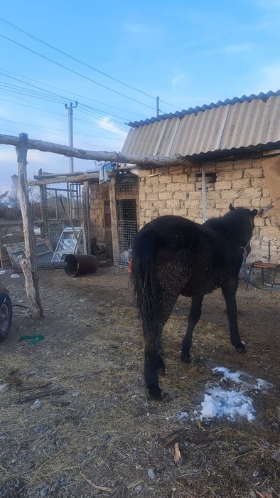 Баитал сатлады срочна