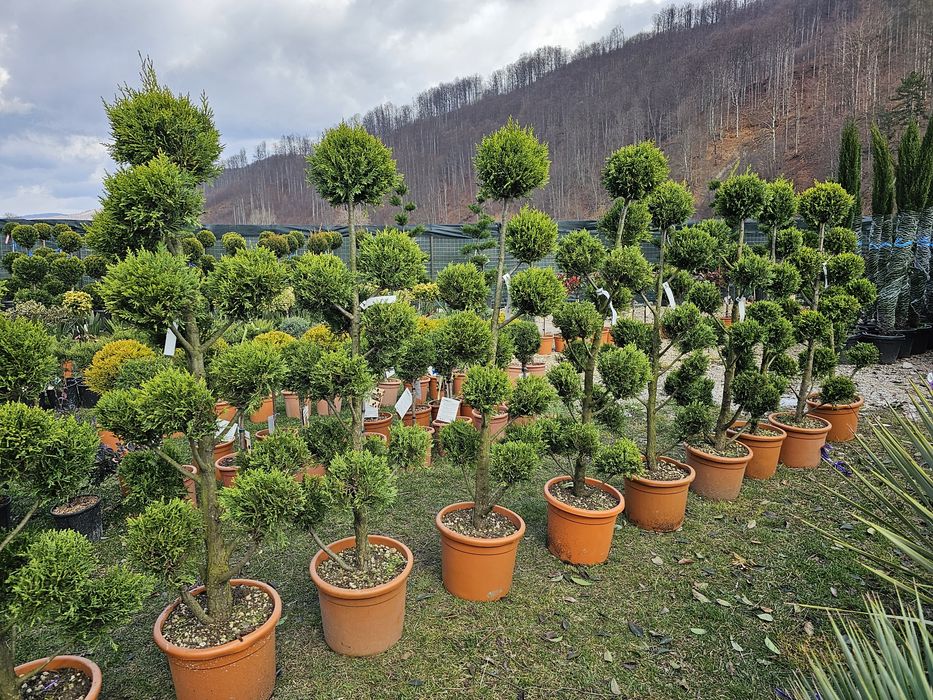 Bonsai pon pon, spirale din tuia, spiralate, tri ball, tuia bile forme