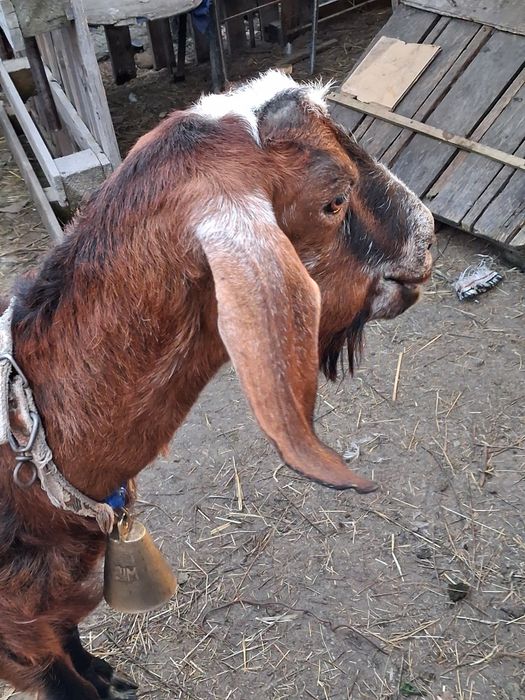 Capre Anglonubian vând