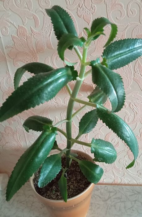 Продам цветы каланхоэ