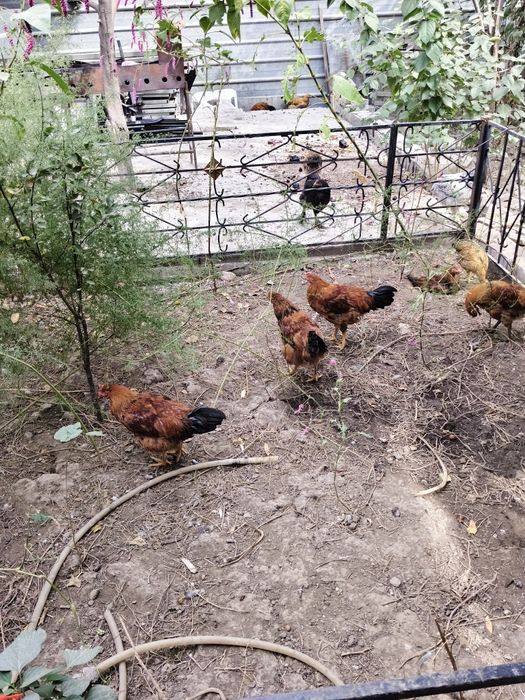 Продам петухов курей