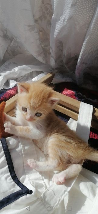 Котенца  - Подарявам Шепичка Любов