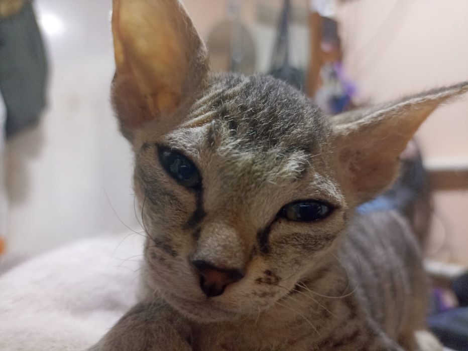 Продам котят браши 2