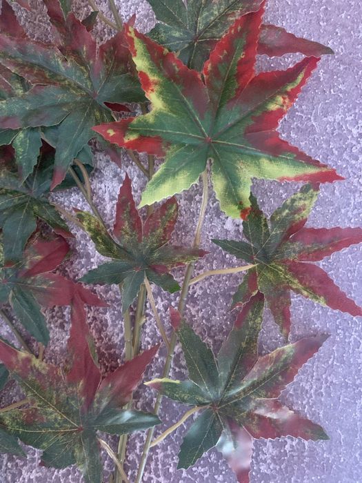 Осенние листья зелёные