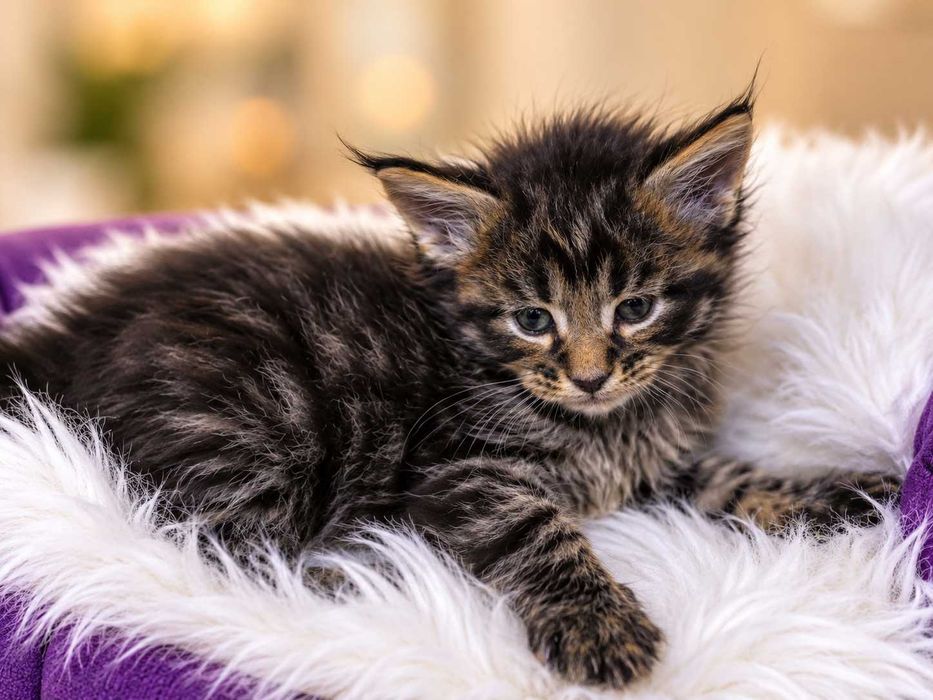 Pui de Maine Coon