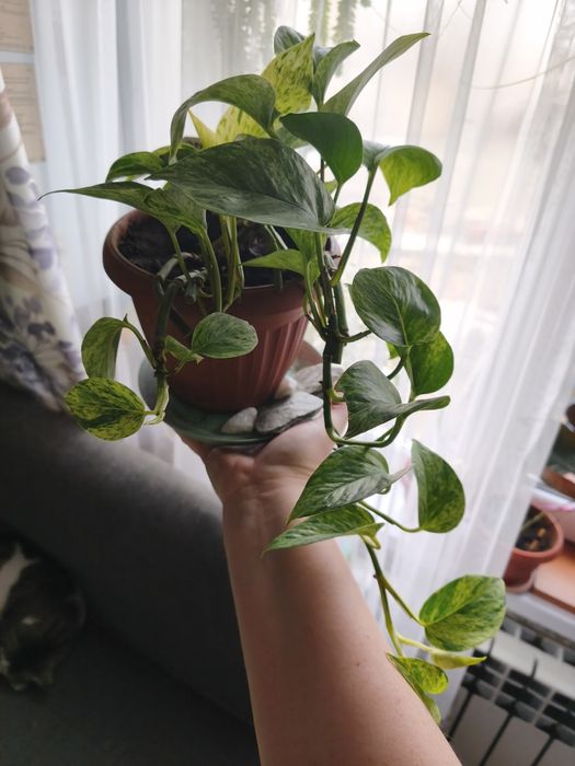 Сциндапсус, эпипремнум.