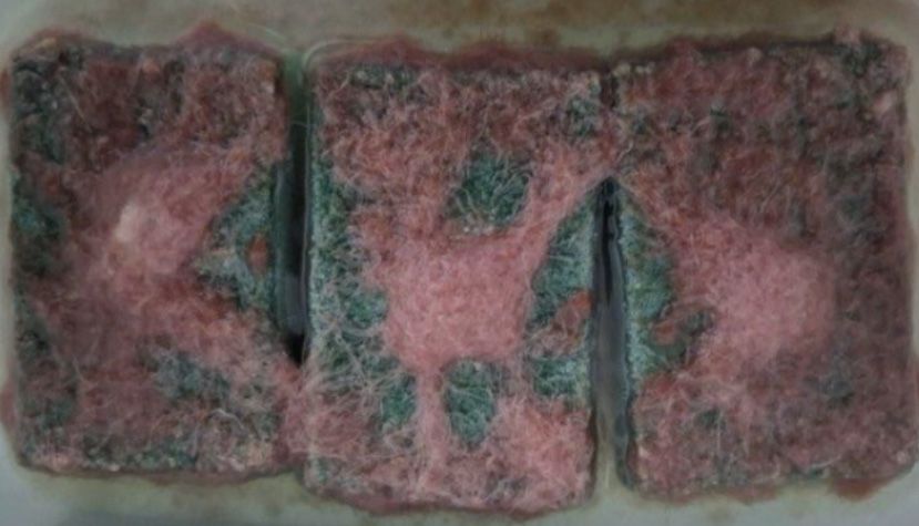 Трубочник   изя