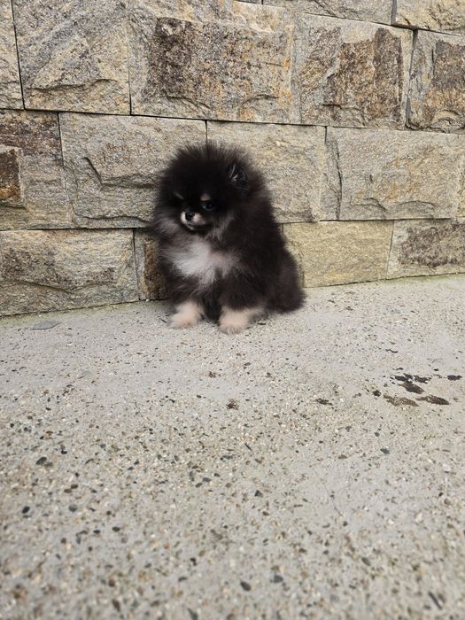 Мини Померан момиче