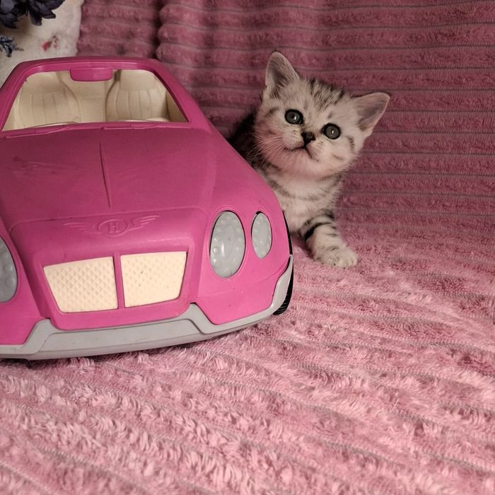 Британские котята