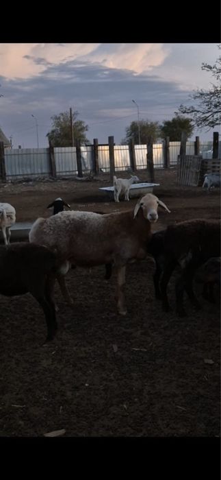 Кошкар, баран производитель