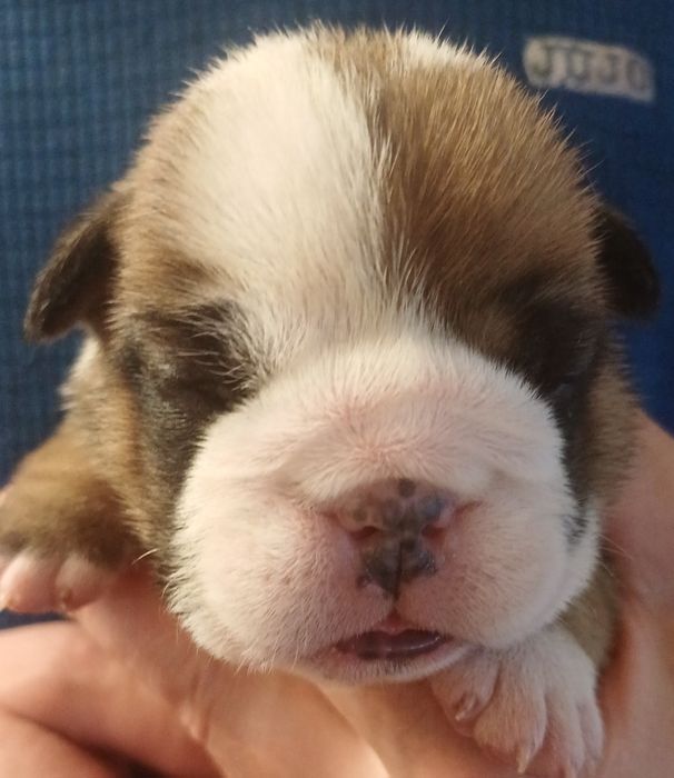 Щенки английского  бульдога