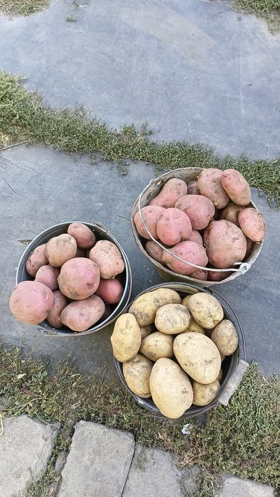 Домашняя картошка