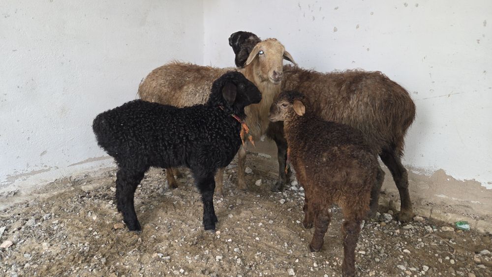 Козылы койлар сатылады