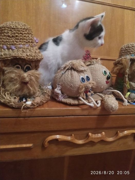 Отдам котят в хорошие руки