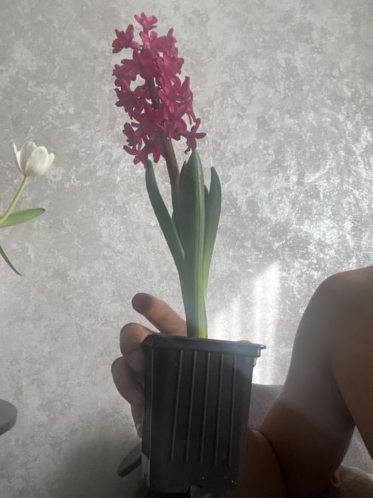 Гепцинт горшковые цветы