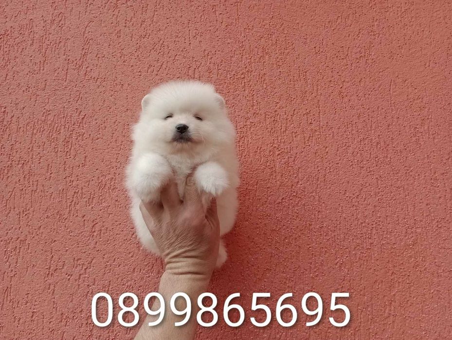 Померани на различни възрасти!!