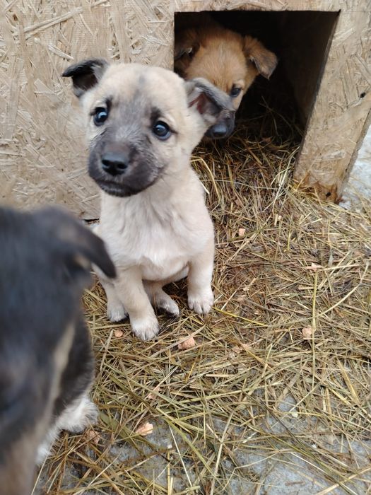 Щенки в добрые руки