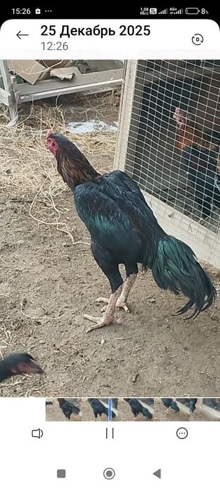 Сатлады срочнаа..