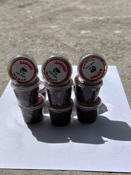 Дафния для рыб заморожен