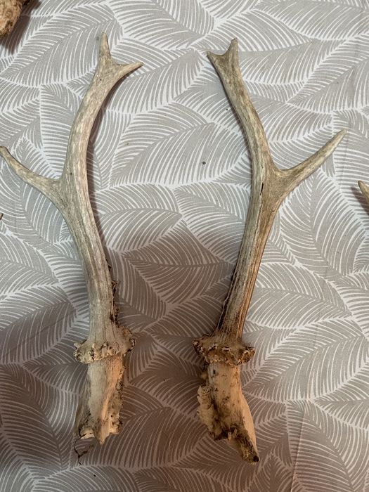 Antichitatii diverse