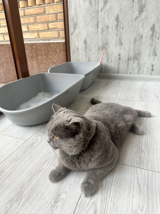 Вязка Скотиш Страйт