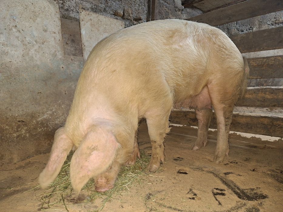 Свинья крупной породы