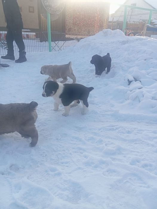 Продаются щенки алабая