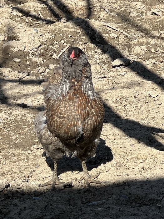 Семейка породы амераукана