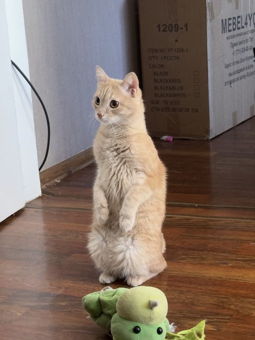 Отдам в хорошие руки кота