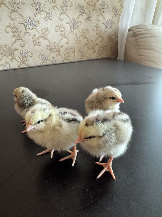 Продам цыплят мастер грей