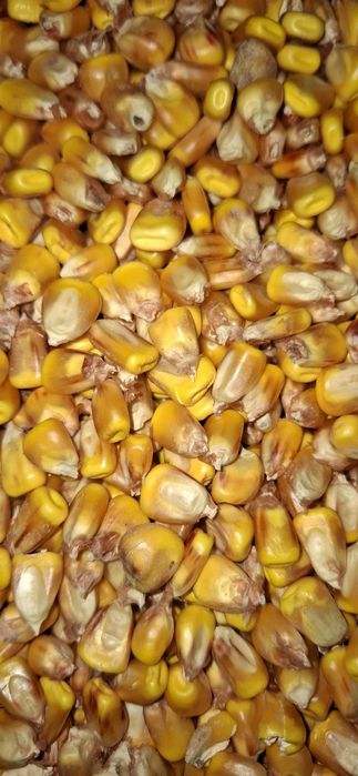 Porumb uscat umiditate 17