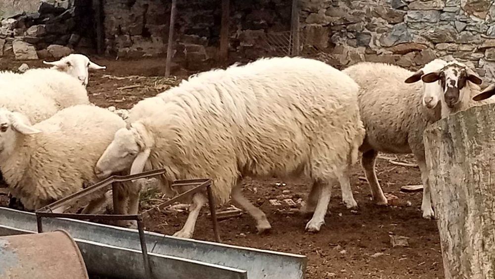 Коч Асаф на едно мърлило