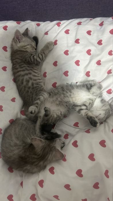 3 котёнка девочки