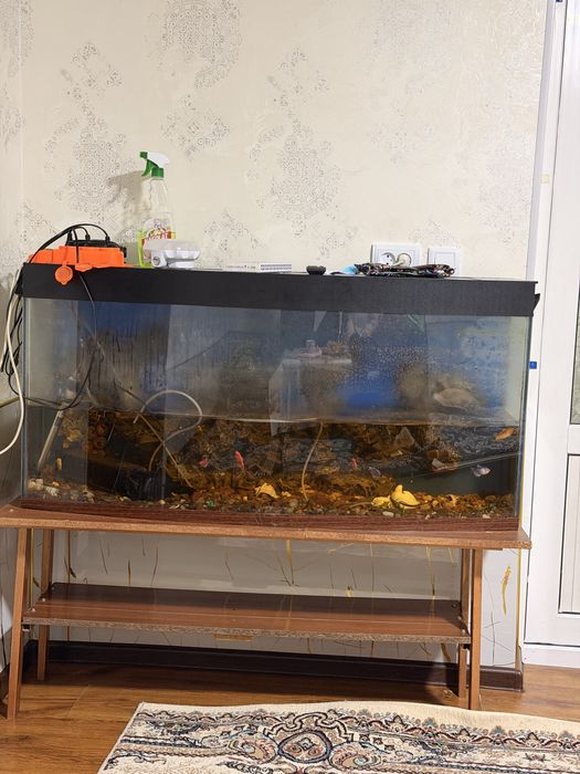 аквриум сотилади балиғлари билан плисос балиғиям бор 20 см яхши холатд