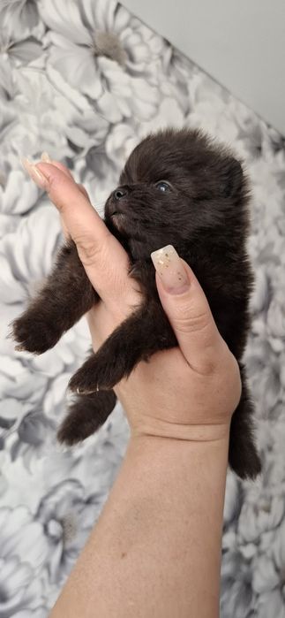 3 мальчика щеночка  мини шпица