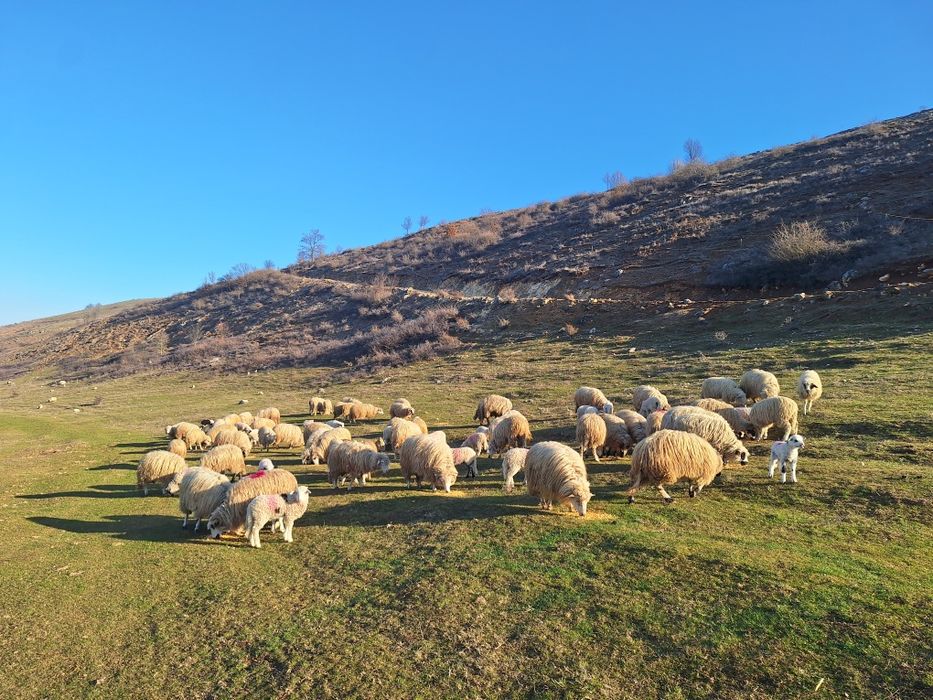 Vând 60 de oi tinere