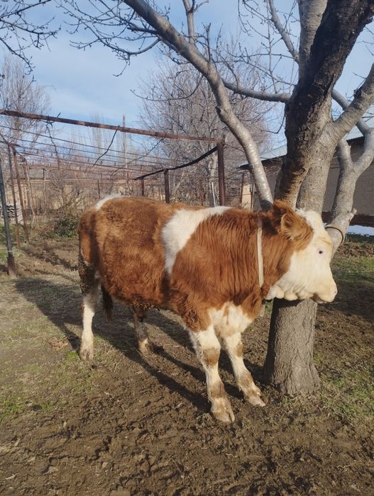 Smental buqacha sotiladi