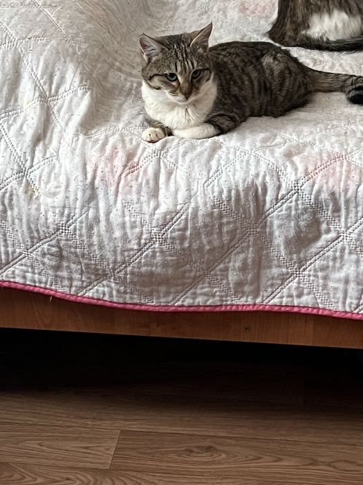 Отдам в добрые руки