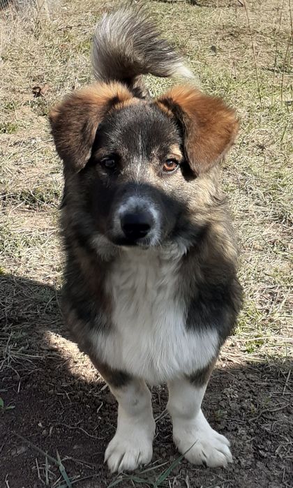 Donez cățel, vârstă 1 an