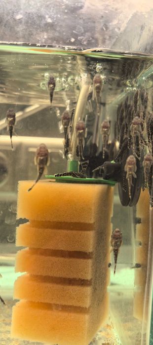 Сомчета Анцитруси