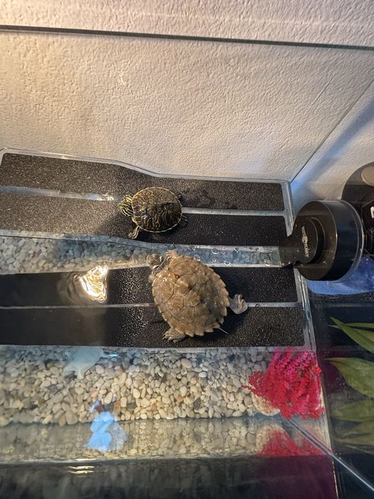 Acvariu pesti/ acvariu broaste testoase