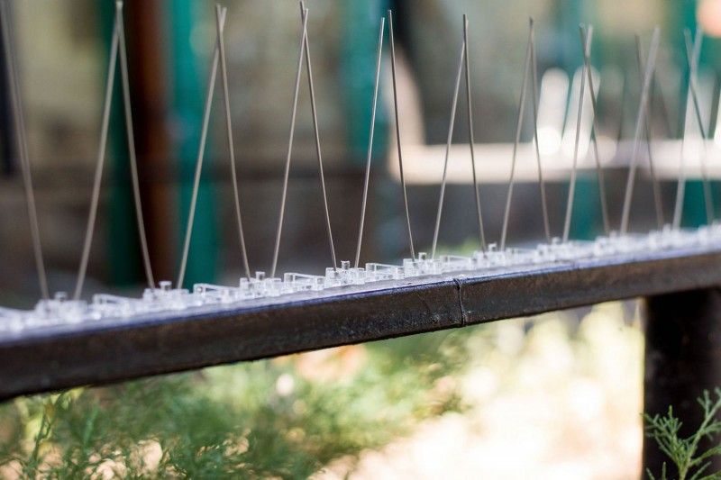 Шипове против лястовици и гълъби