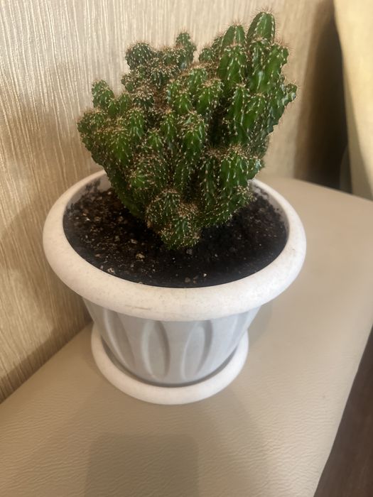 Продам комнатные цветы.