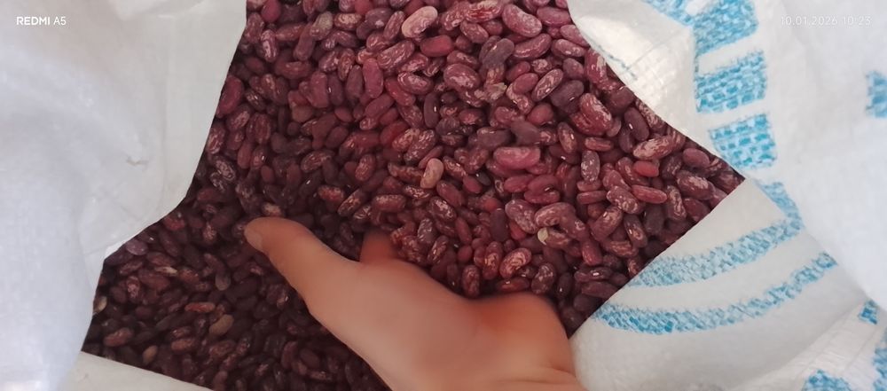 Продаётся фасоль