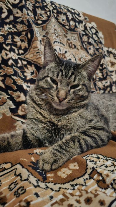 Котеннок в добрые руки