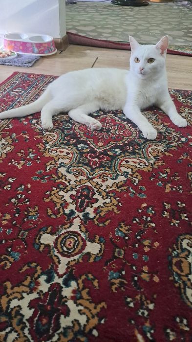 Кошка,Девочка,1,8месяц домашний