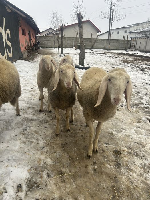 De vanzare berbecuti bergamasca